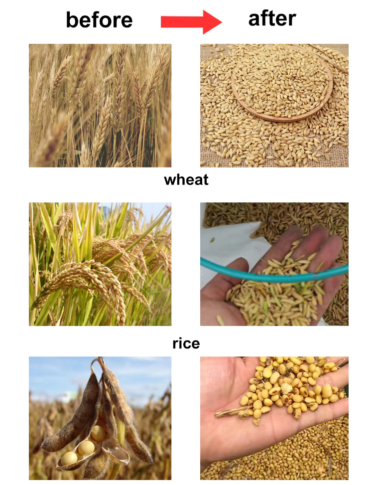 wheat-rice-thresher_13.jpg