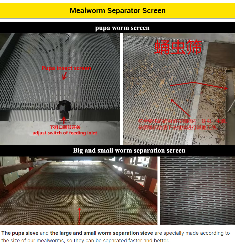 mealworm-grading_10.jpg