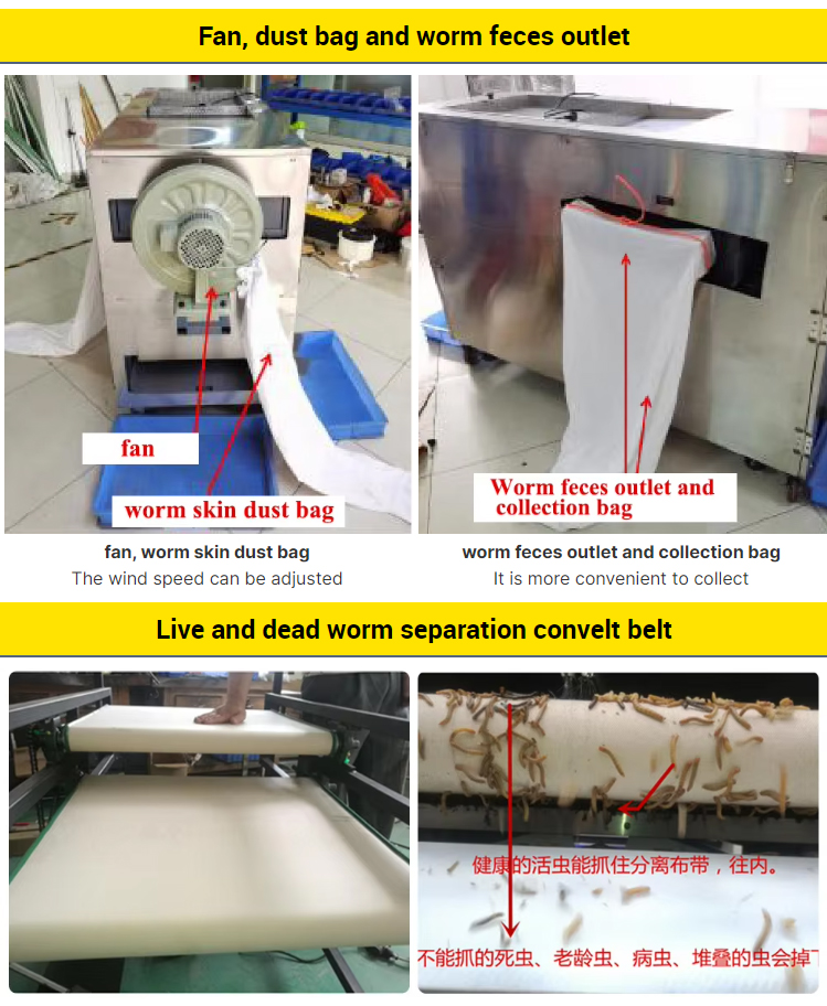 mealworm-grading_11.jpg