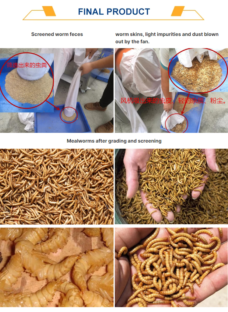 mealworm-grading_13.jpg