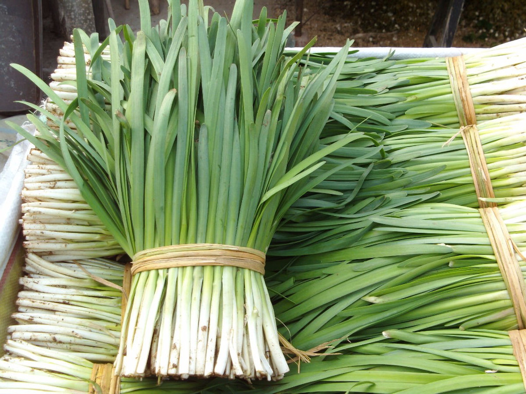 green onion harvest machine fragrant flowered garlic leeks harvester leafy vegetables harvesting tools