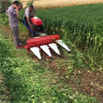 Rice wheat windrower harvester